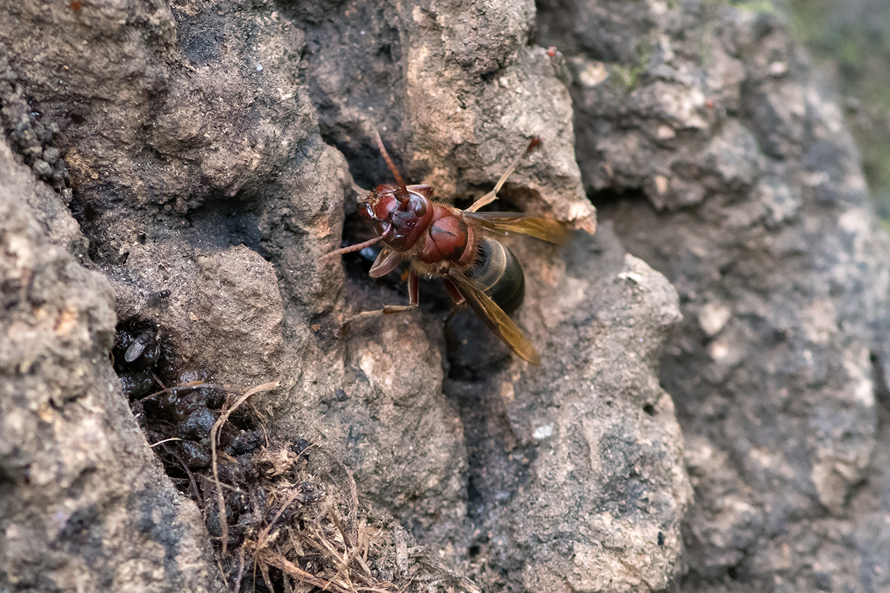 f:id:xjmarin:20210822181226j:plain