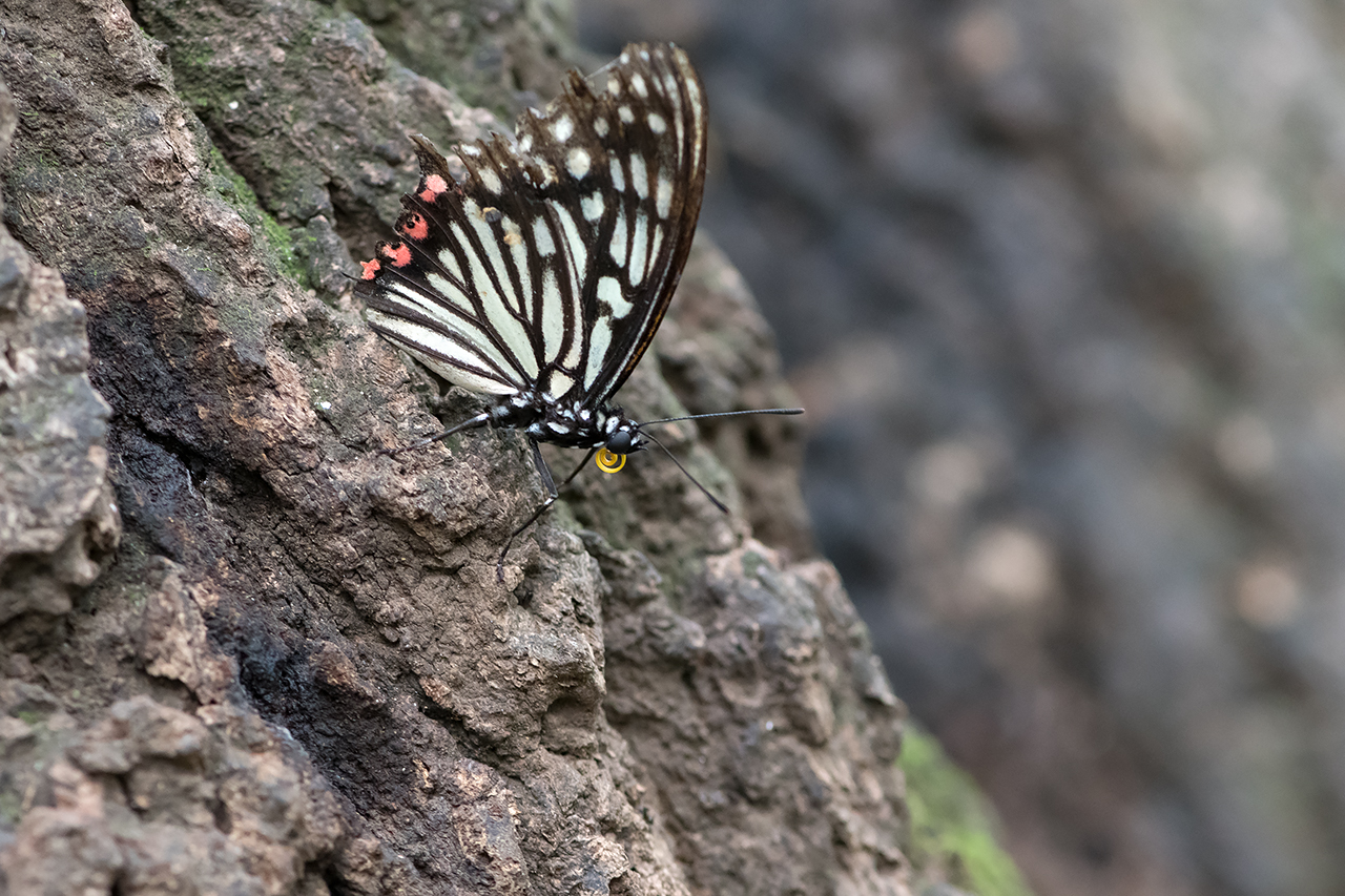 f:id:xjmarin:20210822181238j:plain