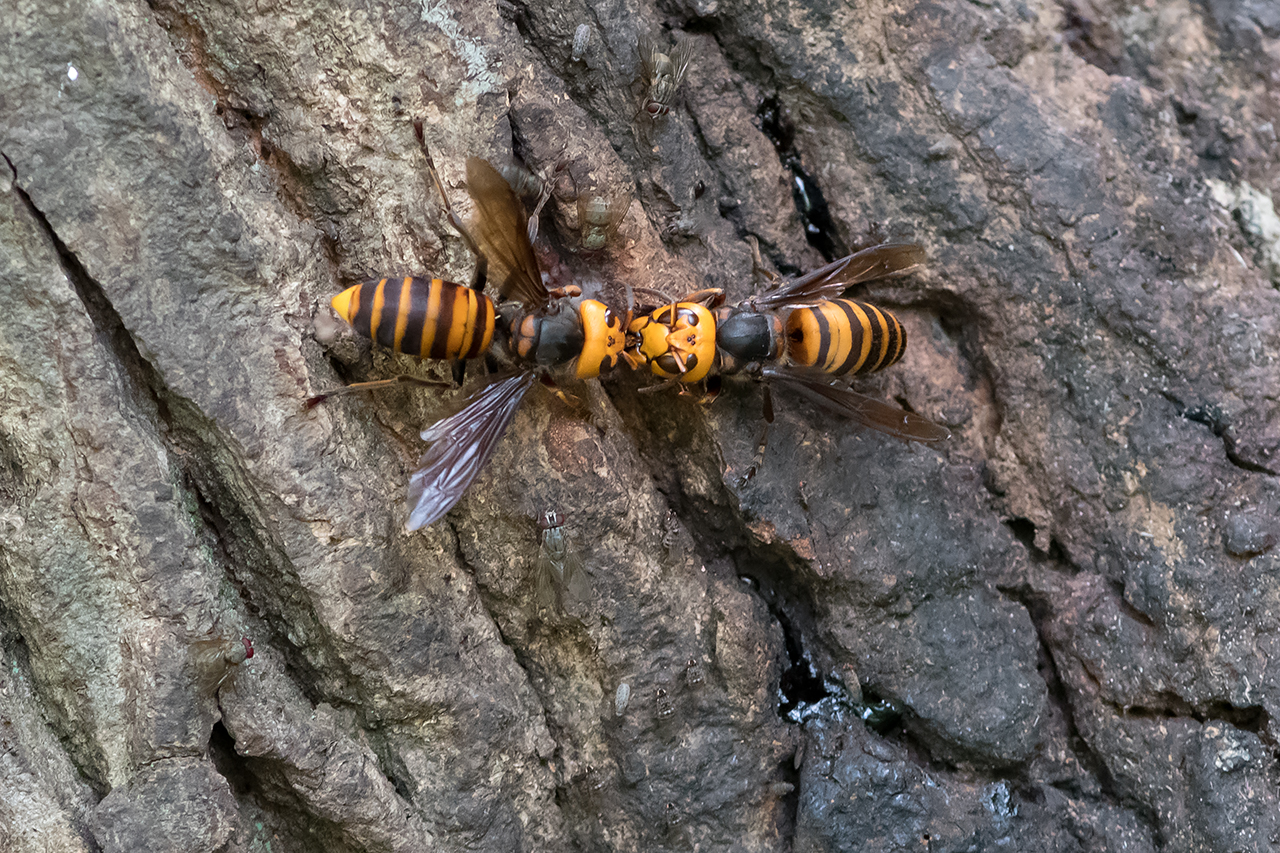 f:id:xjmarin:20210822181651j:plain