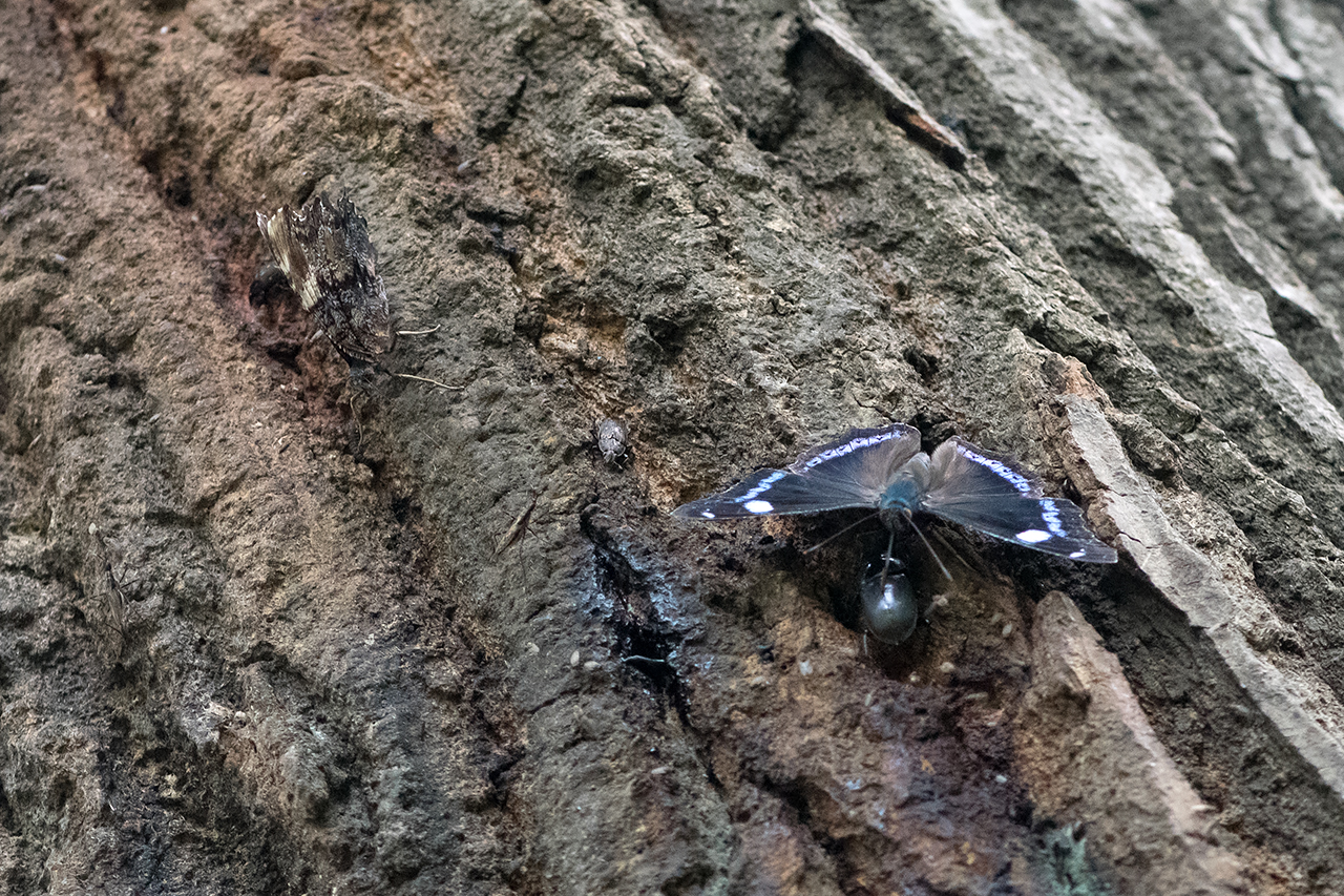 f:id:xjmarin:20210822181930j:plain