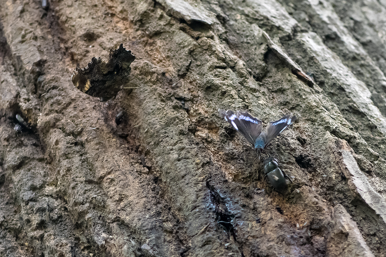 f:id:xjmarin:20210822182337j:plain