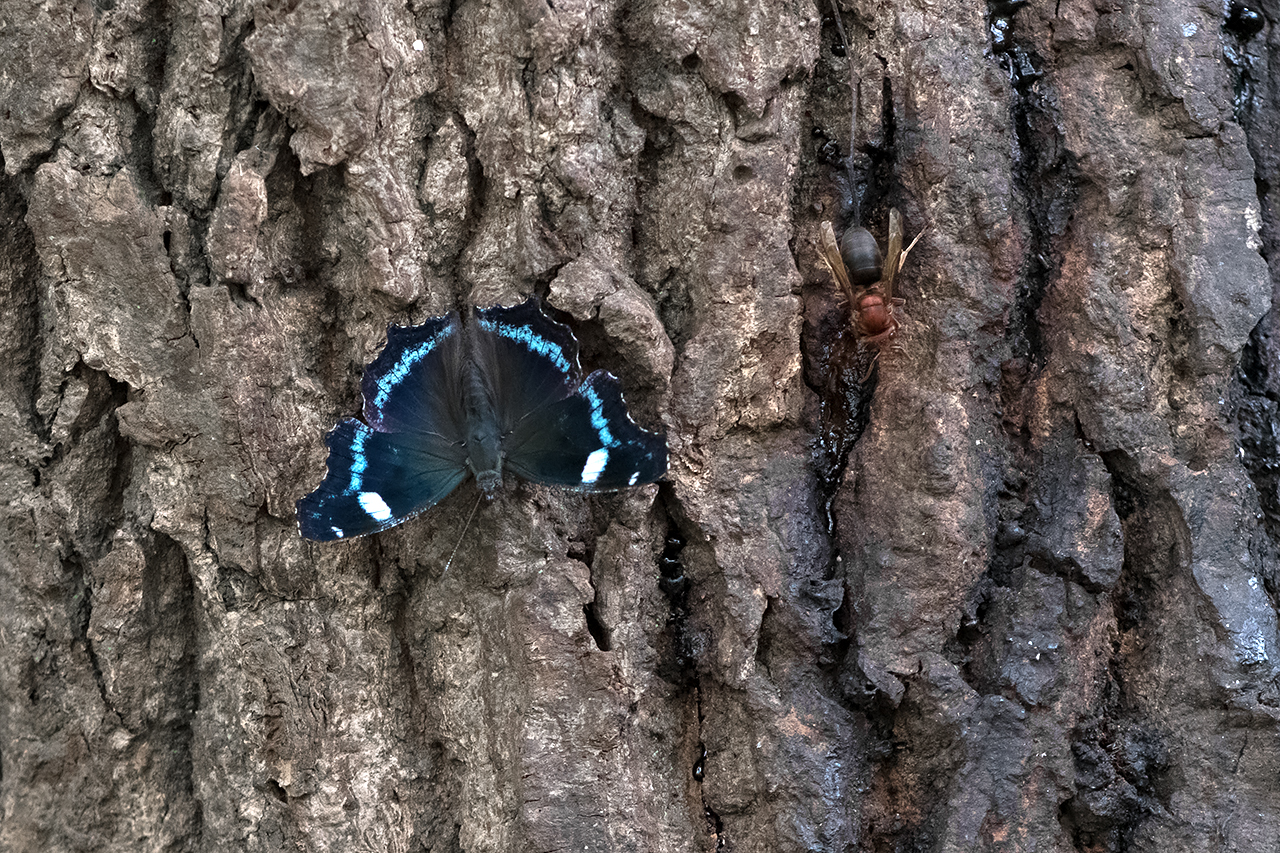 f:id:xjmarin:20210822184053j:plain