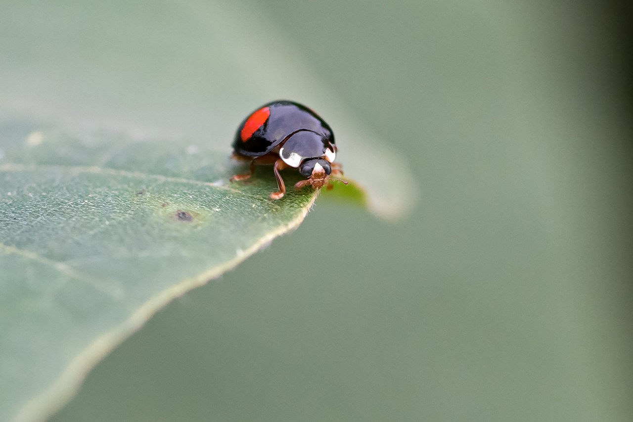 f:id:xjmarin:20210828173327j:plain