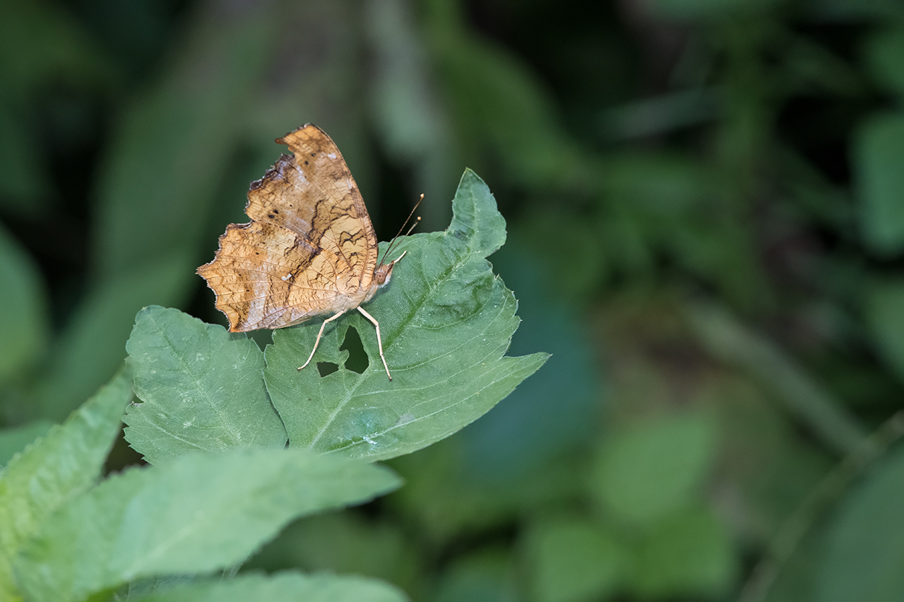 f:id:xjmarin:20210828173340j:plain