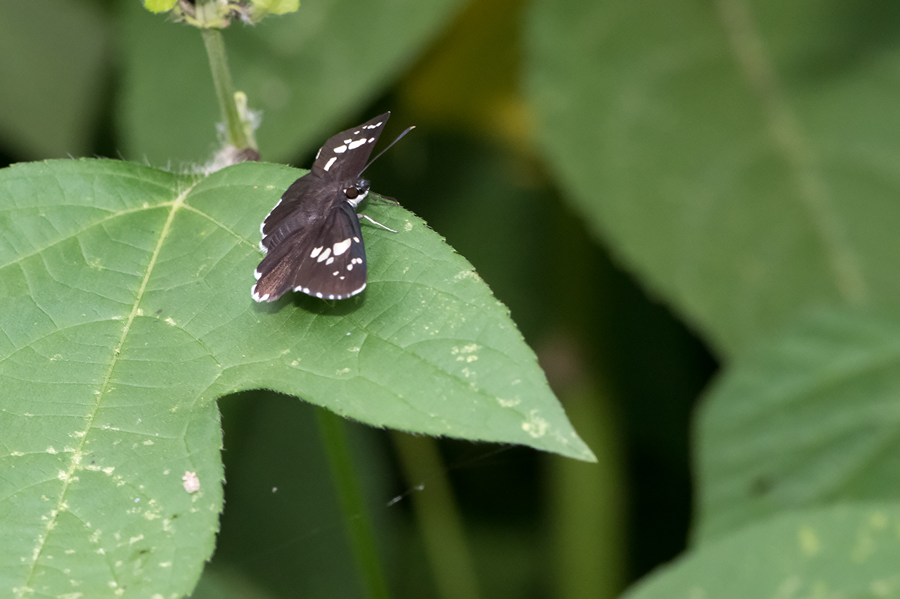 f:id:xjmarin:20210828173357j:plain