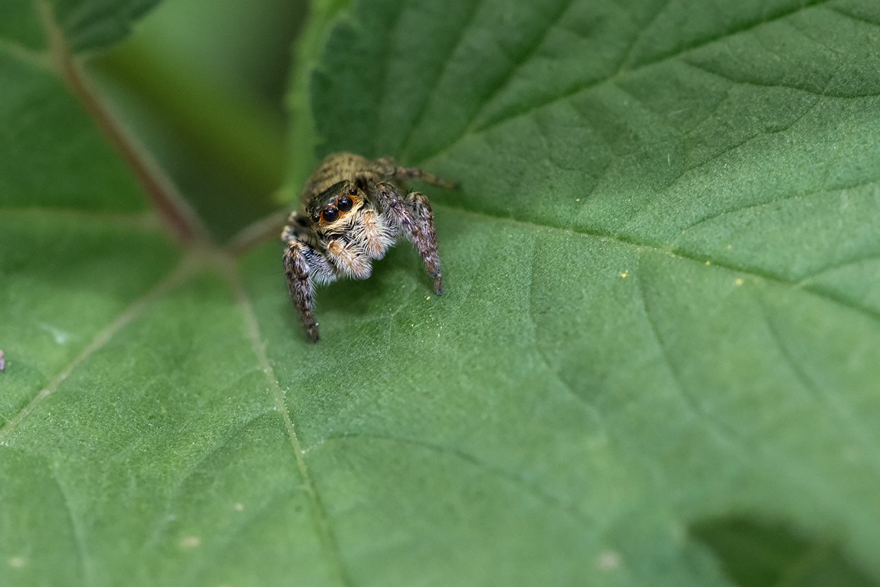 f:id:xjmarin:20210828173403j:plain