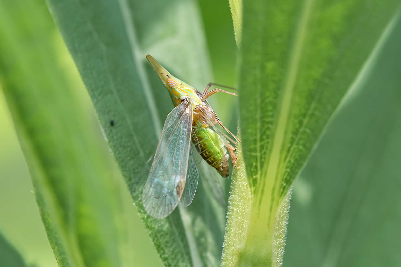 f:id:xjmarin:20210828173418j:plain