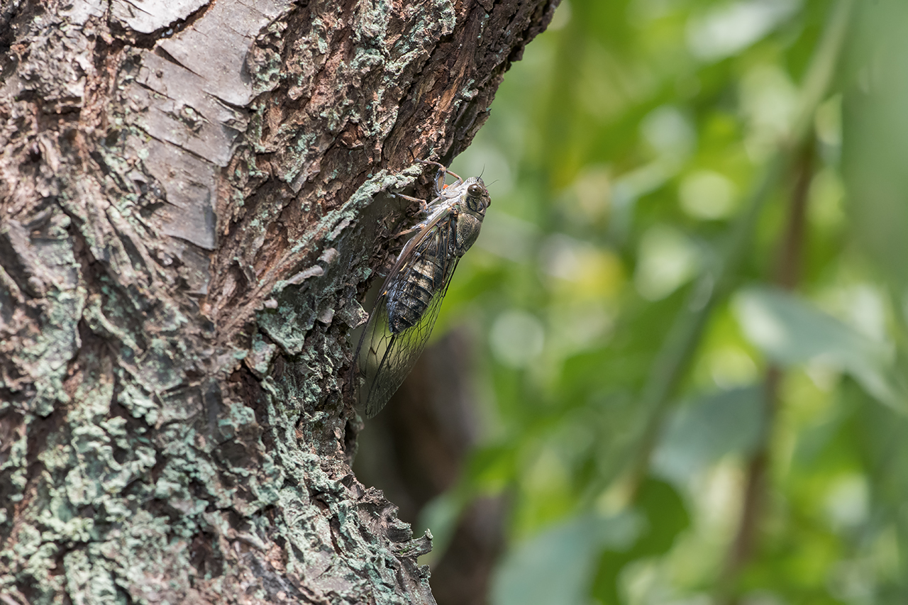 f:id:xjmarin:20210828173423j:plain