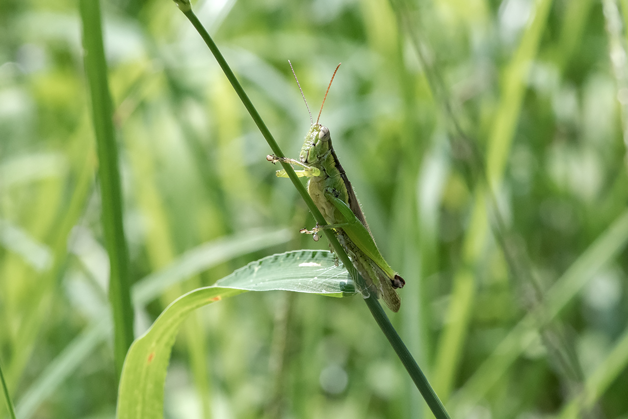 f:id:xjmarin:20210828173431j:plain