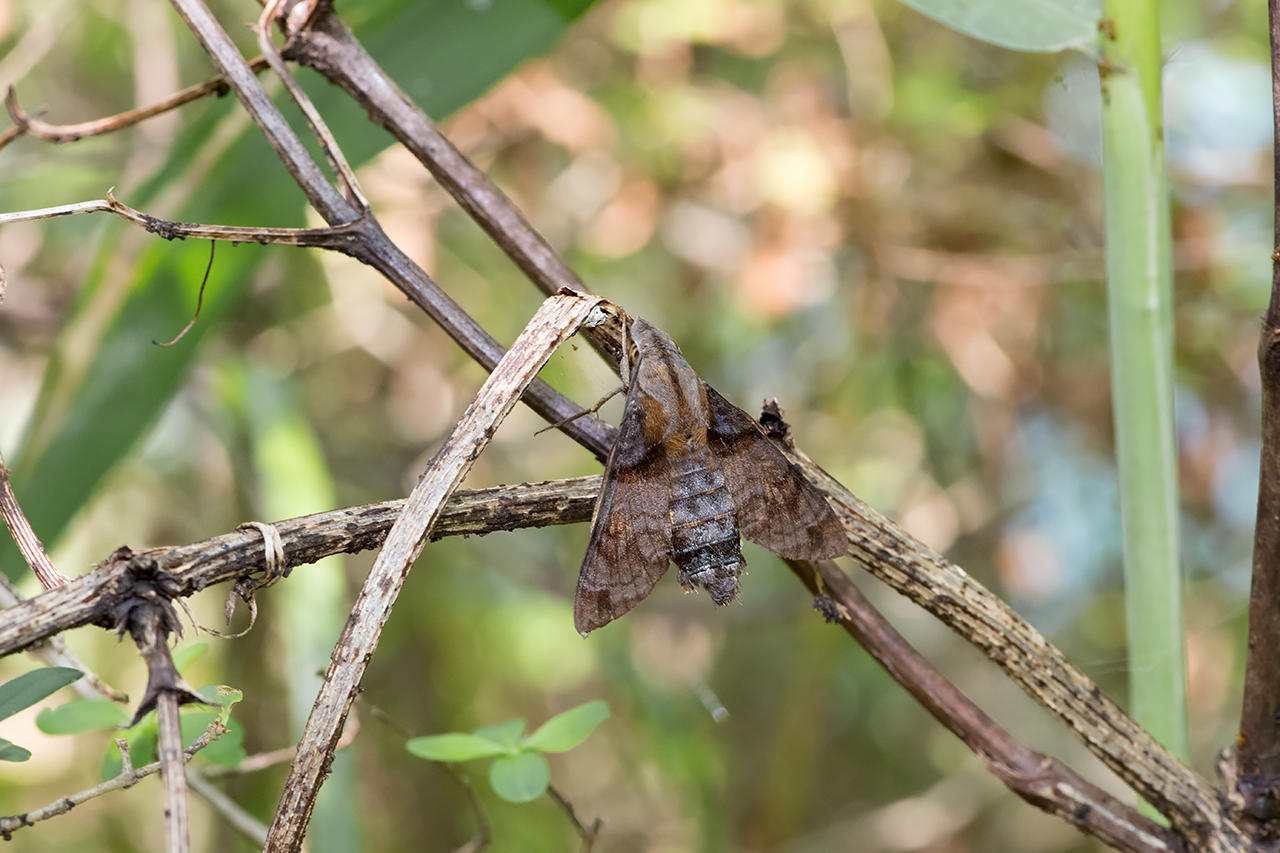 f:id:xjmarin:20210828173434j:plain