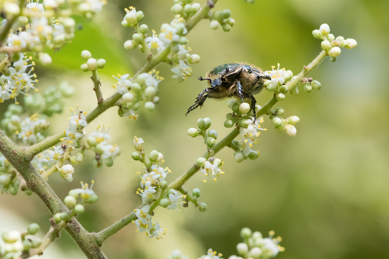 f:id:xjmarin:20210828173436j:plain