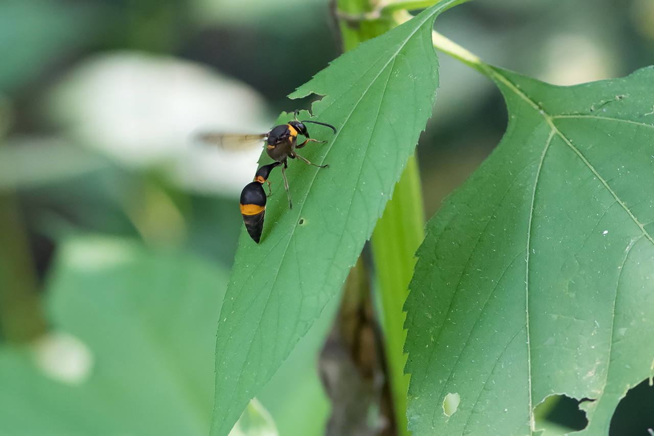 f:id:xjmarin:20210828173439j:plain