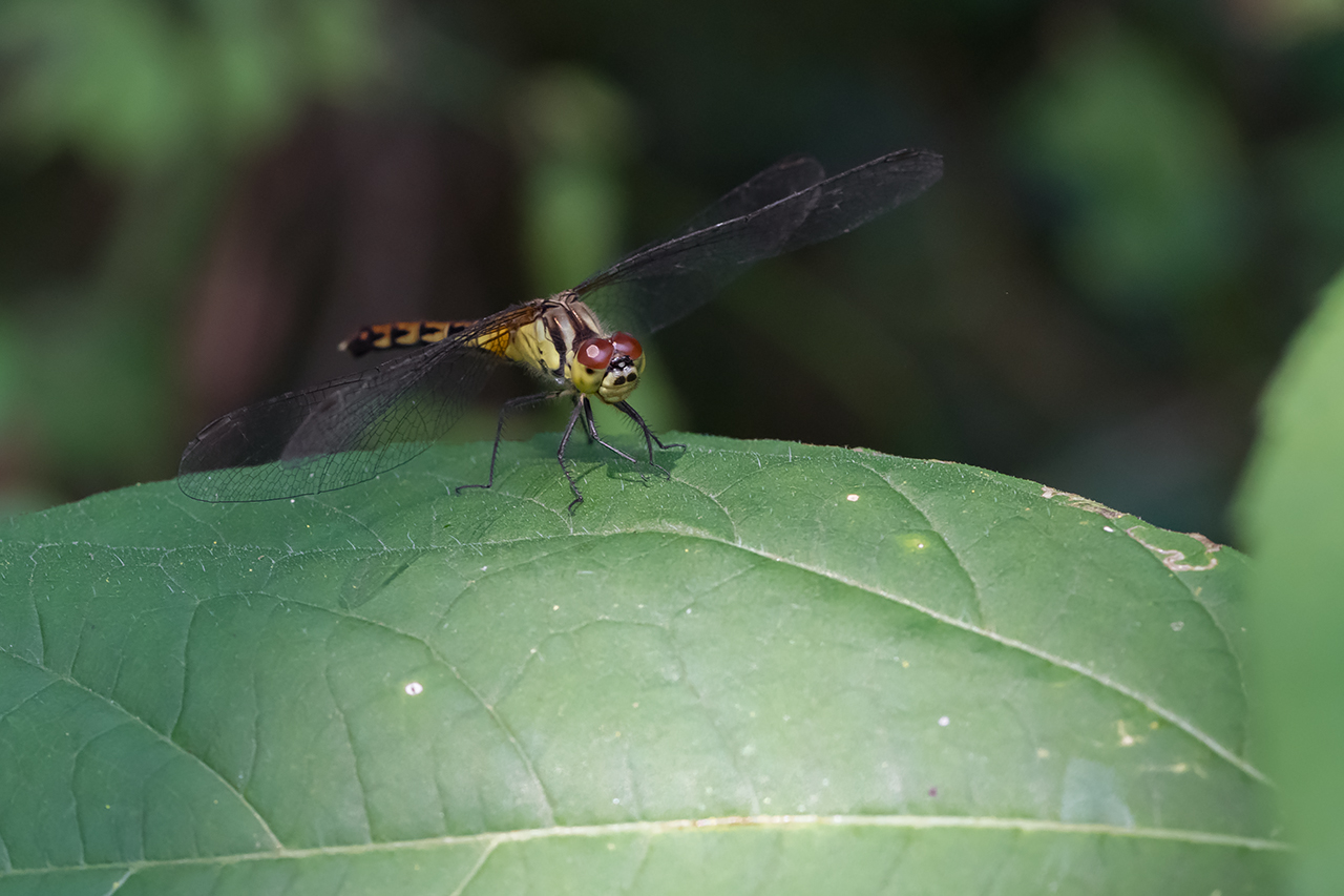 f:id:xjmarin:20210828173451j:plain