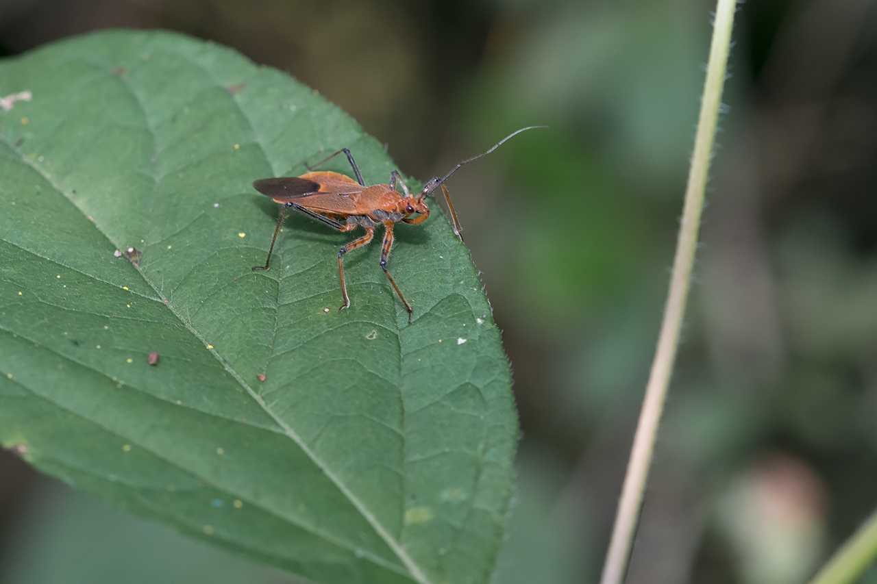 f:id:xjmarin:20210828173453j:plain