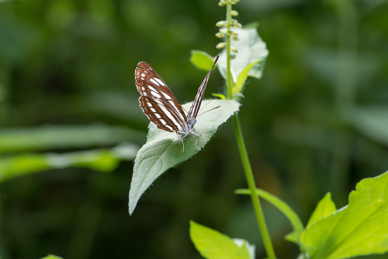 f:id:xjmarin:20210828173455j:plain