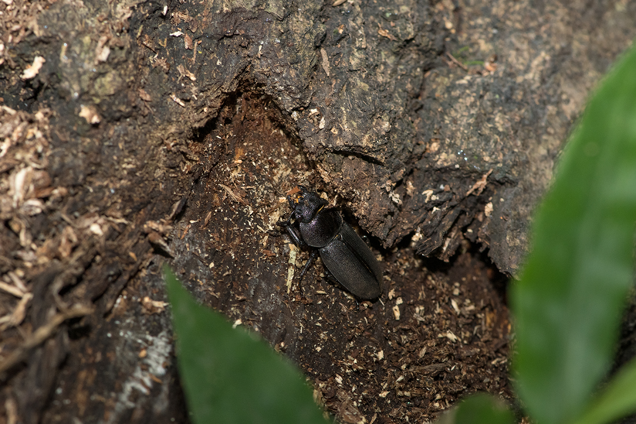 f:id:xjmarin:20210828173456j:plain