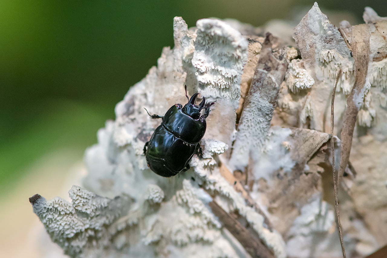 f:id:xjmarin:20210828173458j:plain