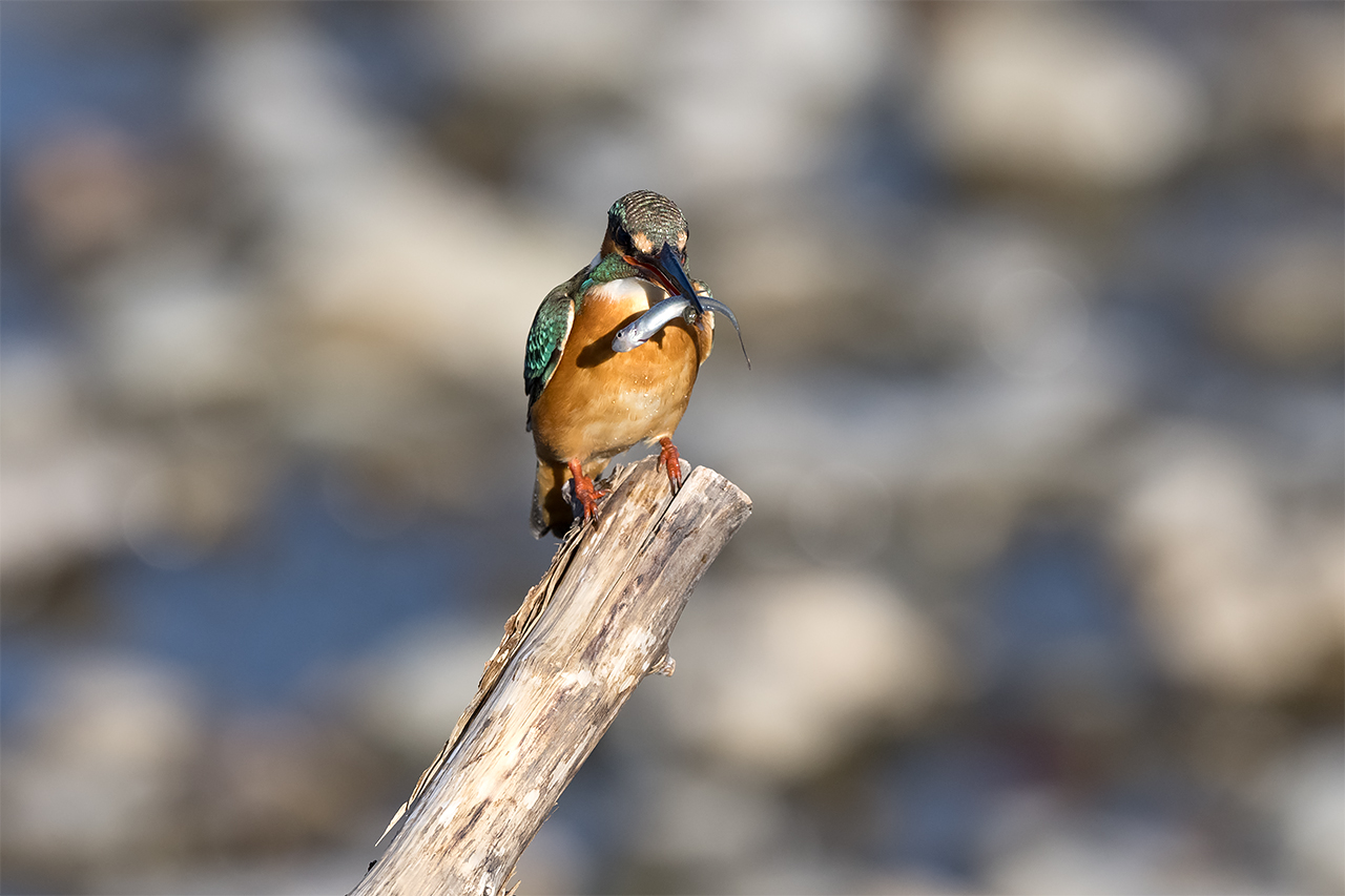 カワセミに魅せられて 420 - 散策風土記 第三章