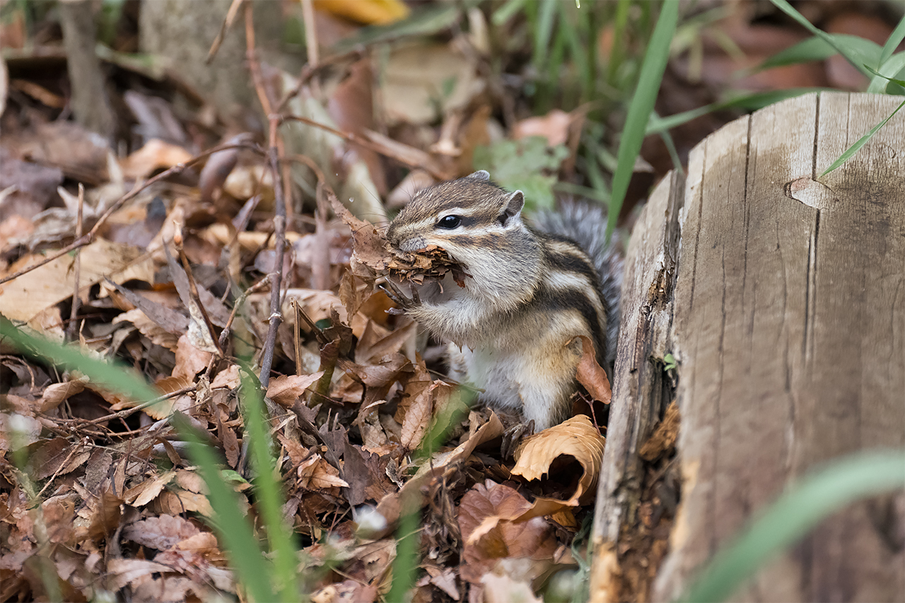 シマリスに癒されて 63 - 散策風土記 第三章