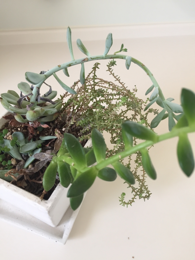 f:id:xkoron:20170120203138j:plain f:id:xkoron:20170120203138j:plain