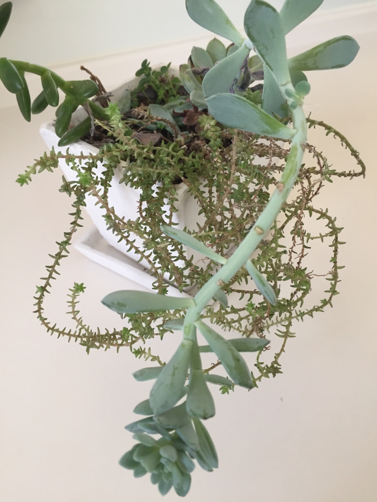 f:id:xkoron:20170120203212j:plain f:id:xkoron:20170120203212j:plain