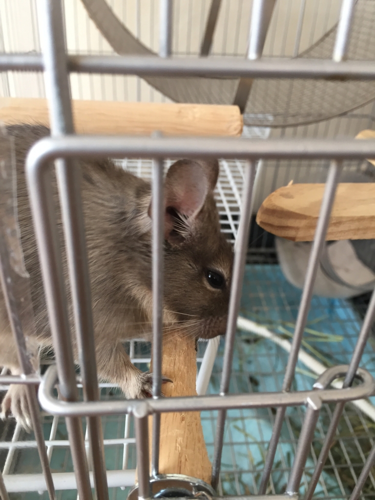 げっ歯目必須のかじり木を自作しよう ブルーデグーの飼育日記