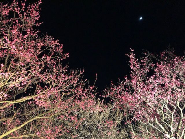 f:id:xkumaco:20200203232555j:plain