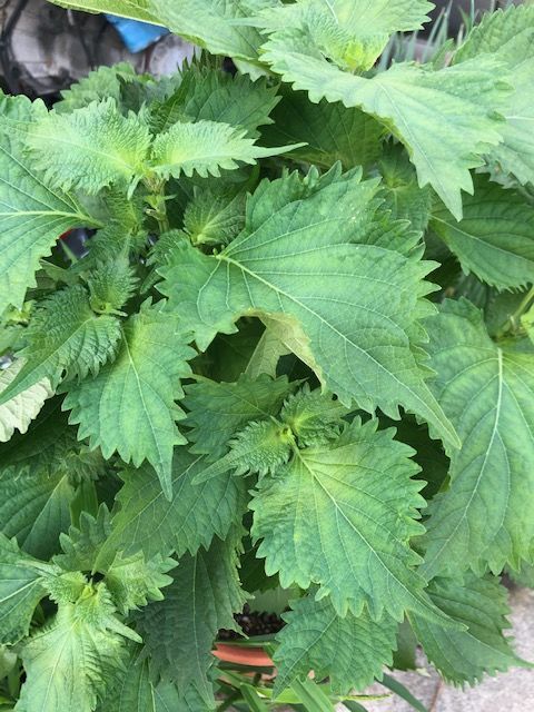自家製野菜