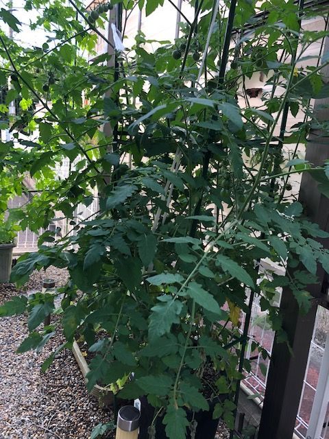 自家製野菜