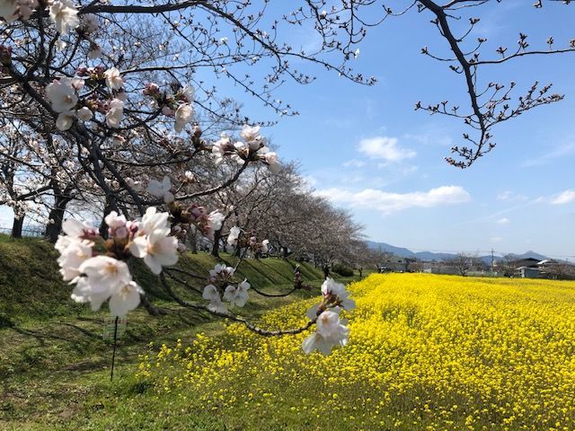 藤原京跡