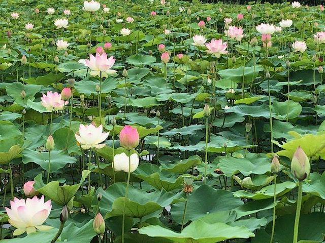 一面の蓮の花 深い悲しみ