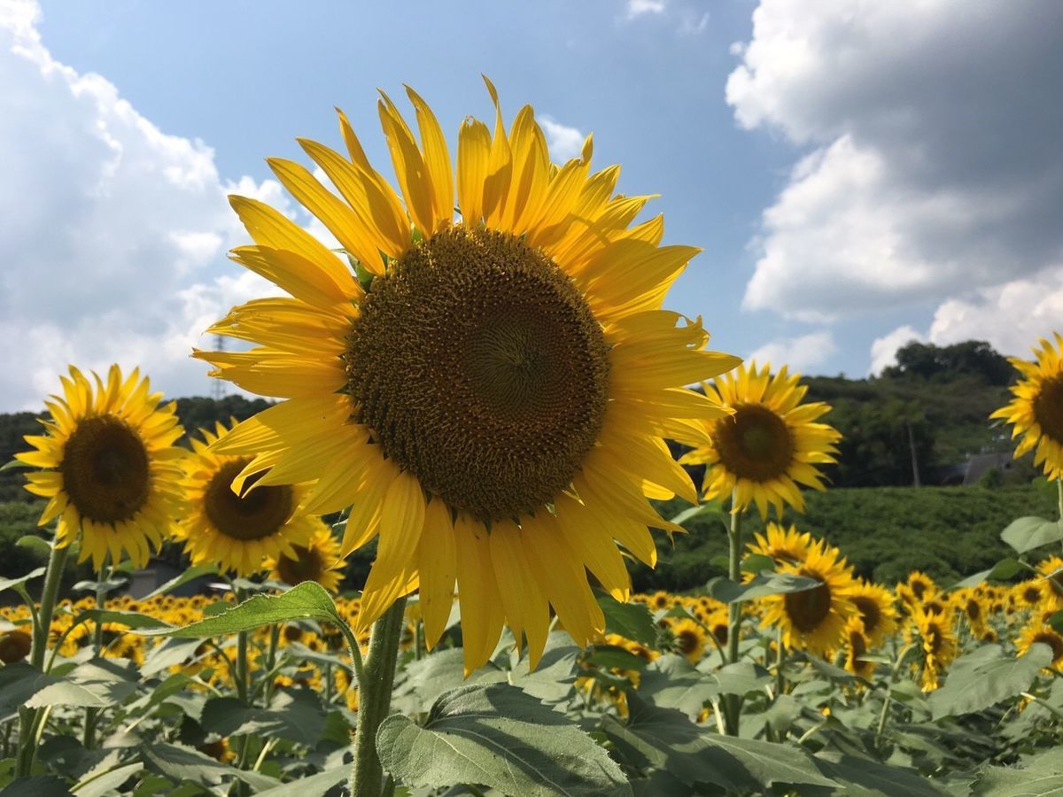 夏の写真