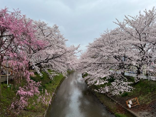 川路桜