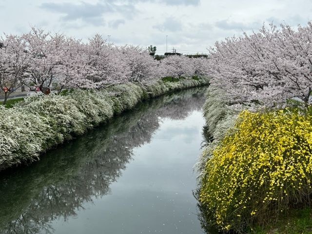 岡崎の桜