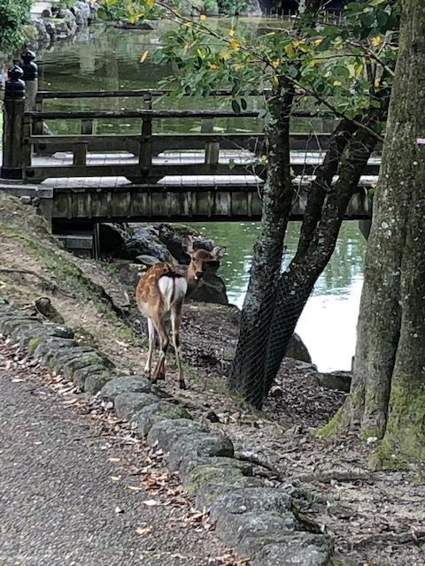 奈良公園・浮御堂周辺
