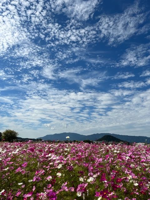 コスモス畑