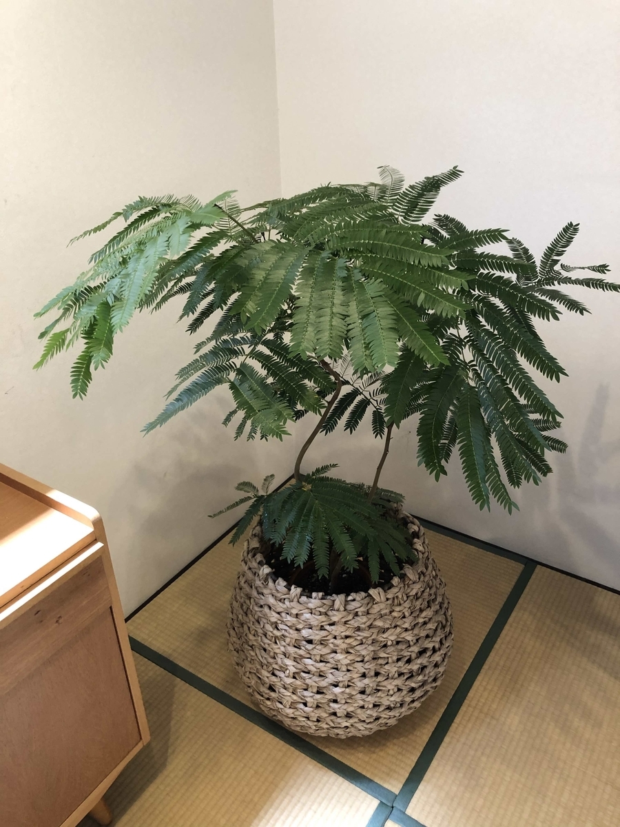 和室にも合う観葉植物 出会い運も上がる Write A Diary At Starbucks