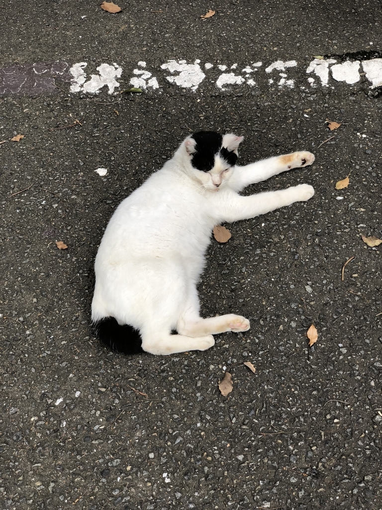 f:id:xl1200cx:20180929145929j:plain