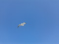 カモメが飛んでます