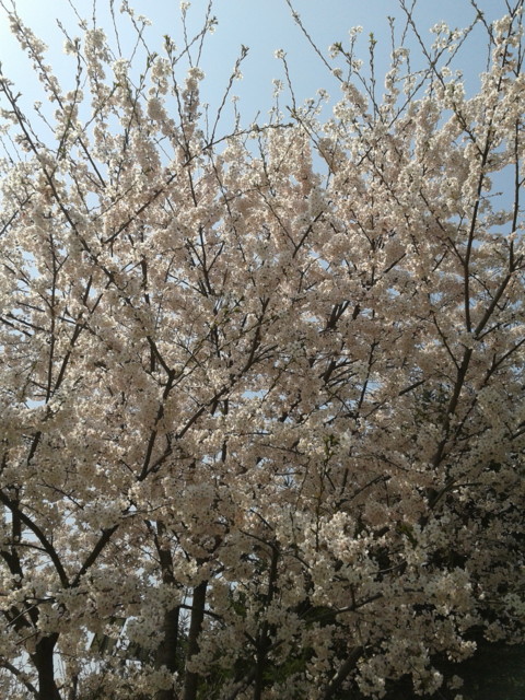  大連は今桜の季節です