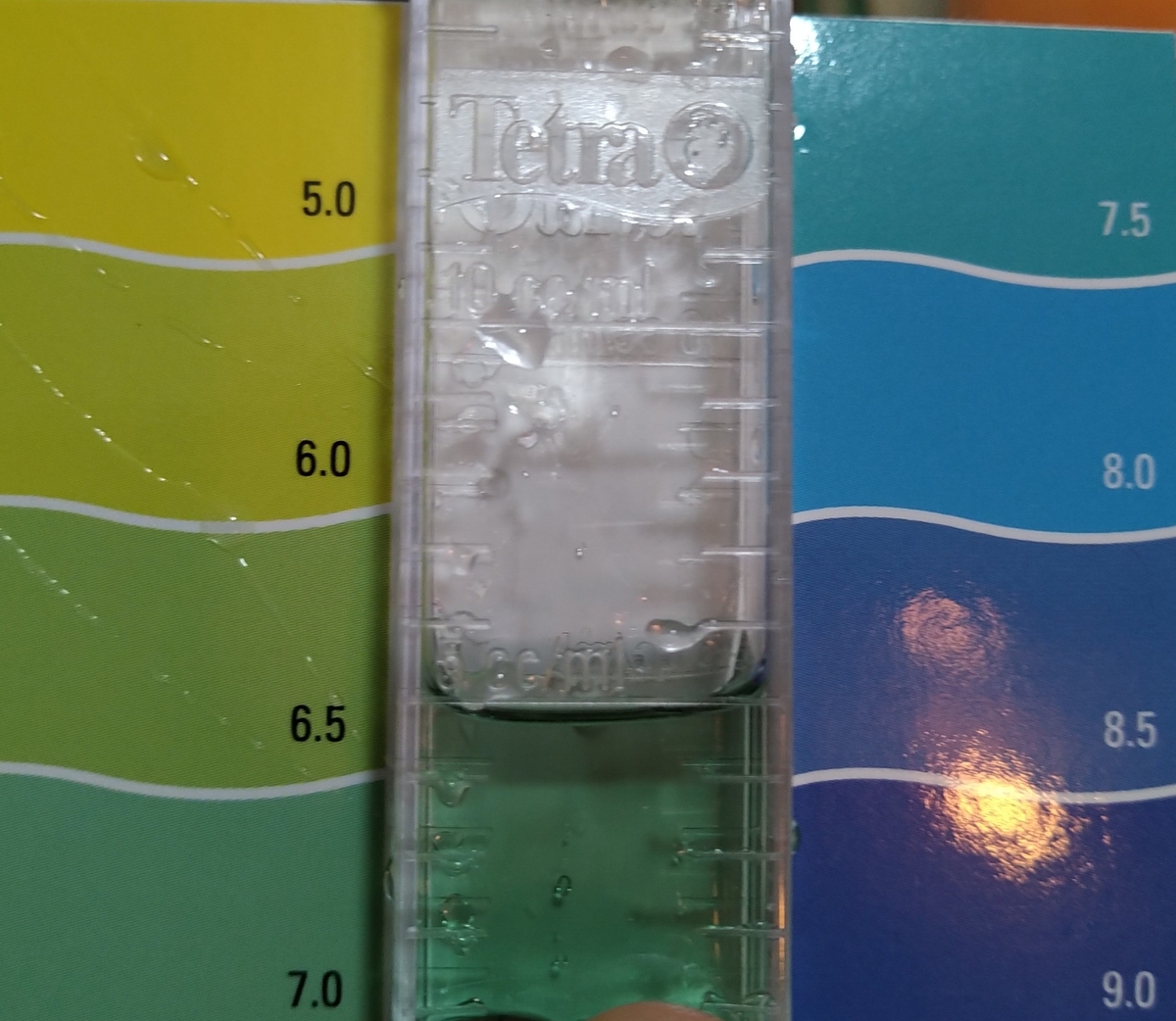 テトラph Khマイナス エビちゃんの水槽に白い膜 ベタのマルちゃん備忘録日記