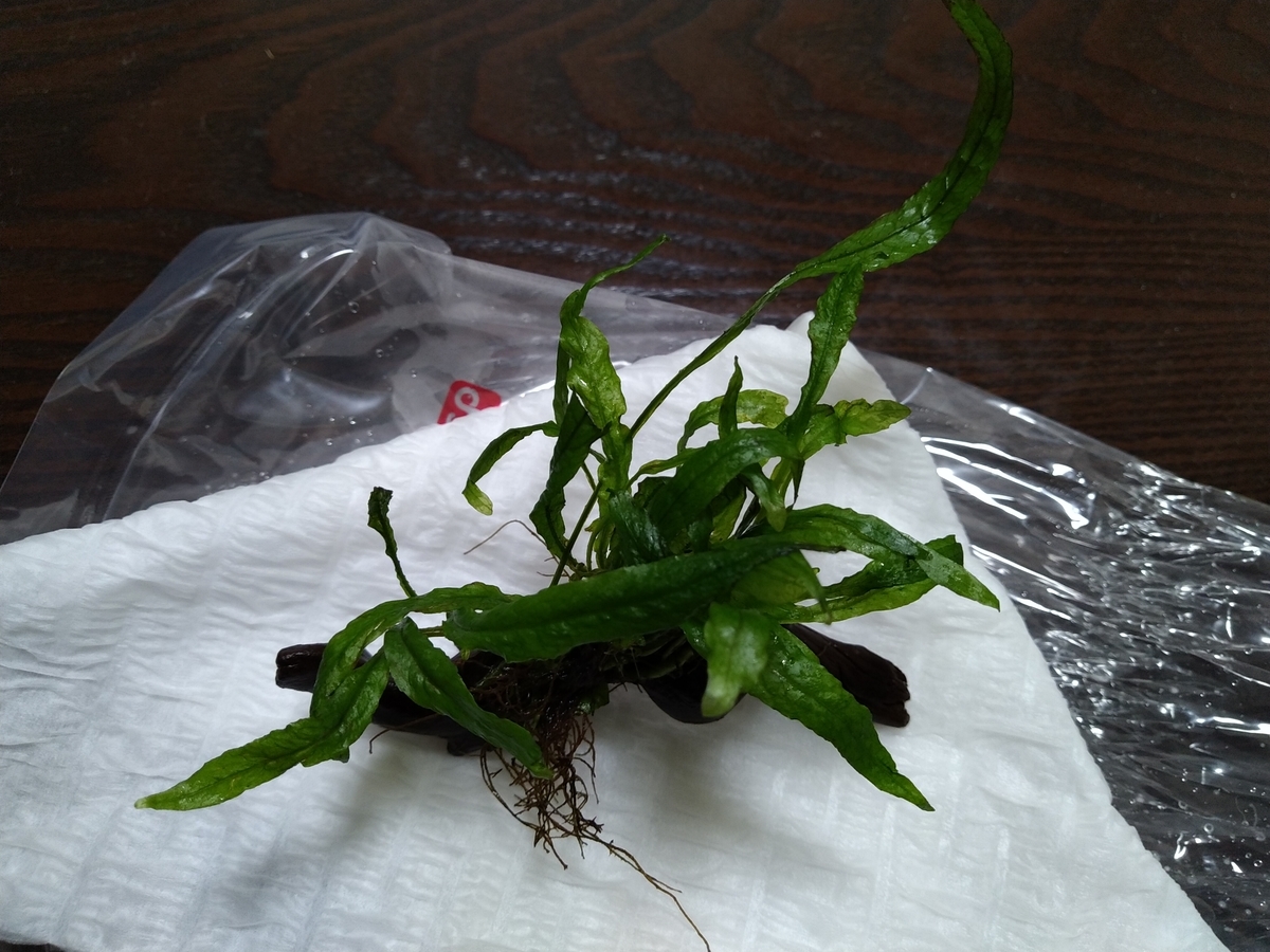 ミクロソリウム セミナロー 美しい茂みを作るおすすめの陰性水草