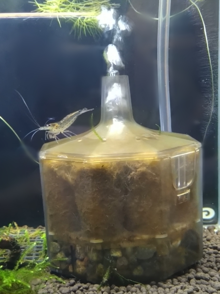 限 定 販 売 lss研究所 本体 nanoスポンジフィルター ls 15 エアレーション Shipsctc Org 限 定 販 売 lss研究所 本体 nanoスポンジフィルター ls 15 エアレーション Shipsctc Org