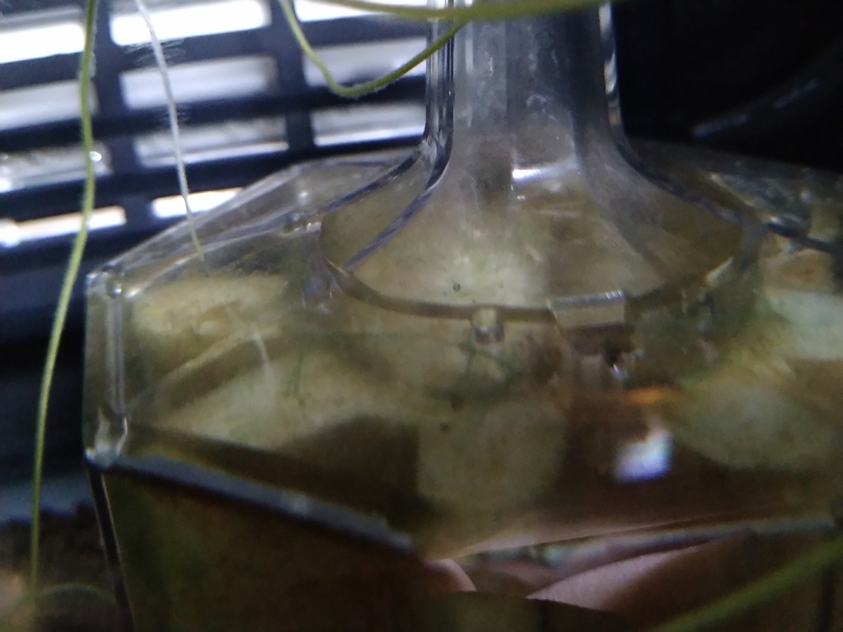 フィルター掃除 アオミドロ ベタのマルちゃん備忘録日記