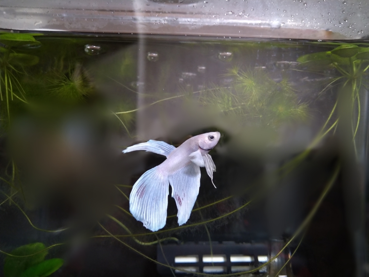 水換え コケ掃除 ベタのマルちゃん備忘録日記