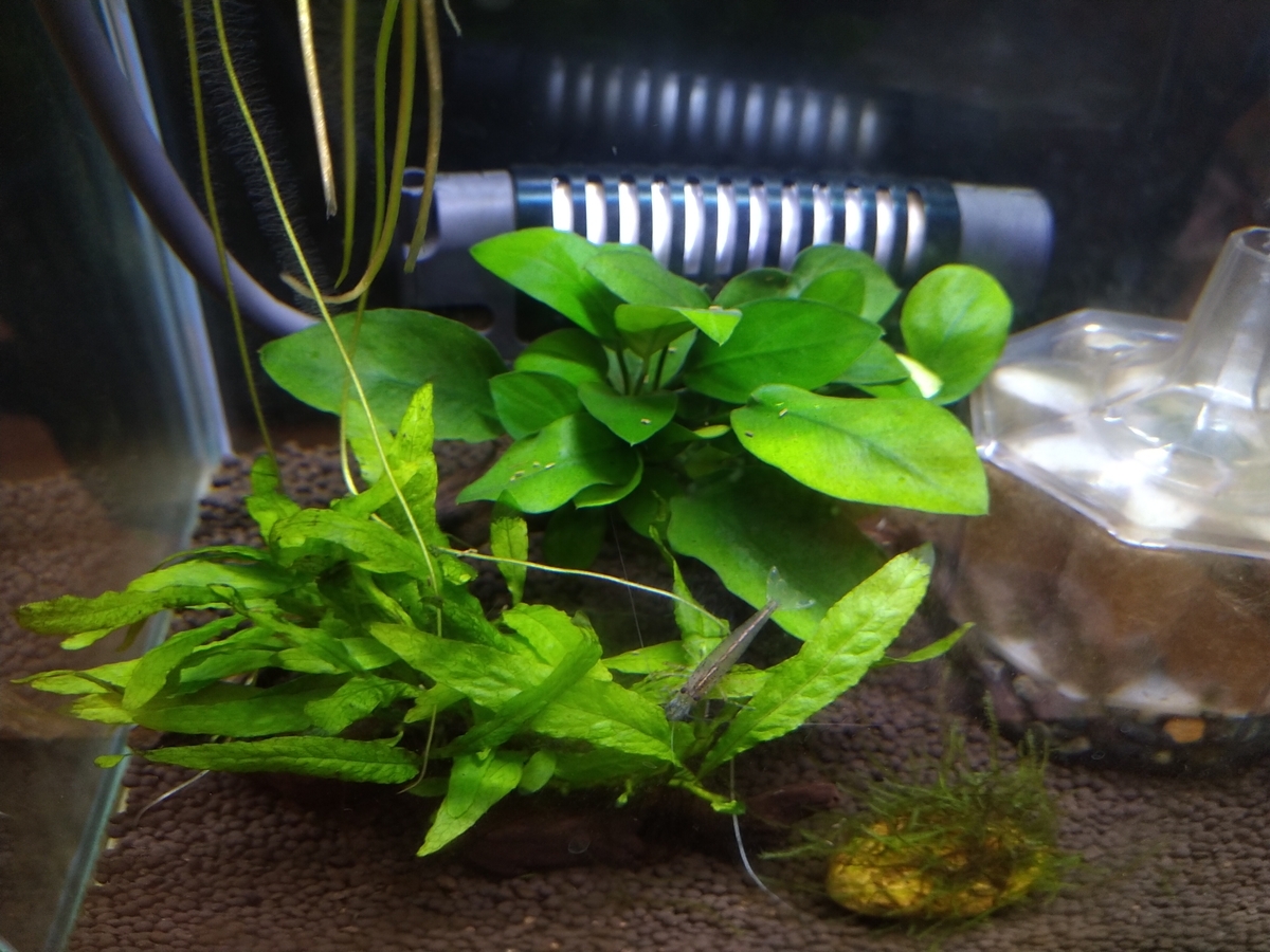 水作エイトコアs バイオカートリッジの改造 セラ社 シポラックスミニ ベタのマルちゃん備忘録日記