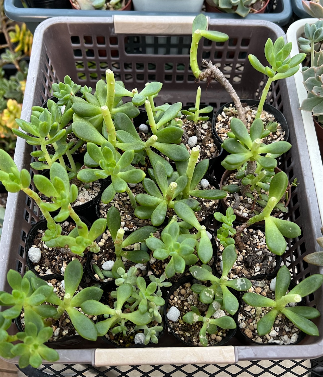 クレマチス　挿し木苗　666円より　苗状態確認中 maxresdefault.jpg