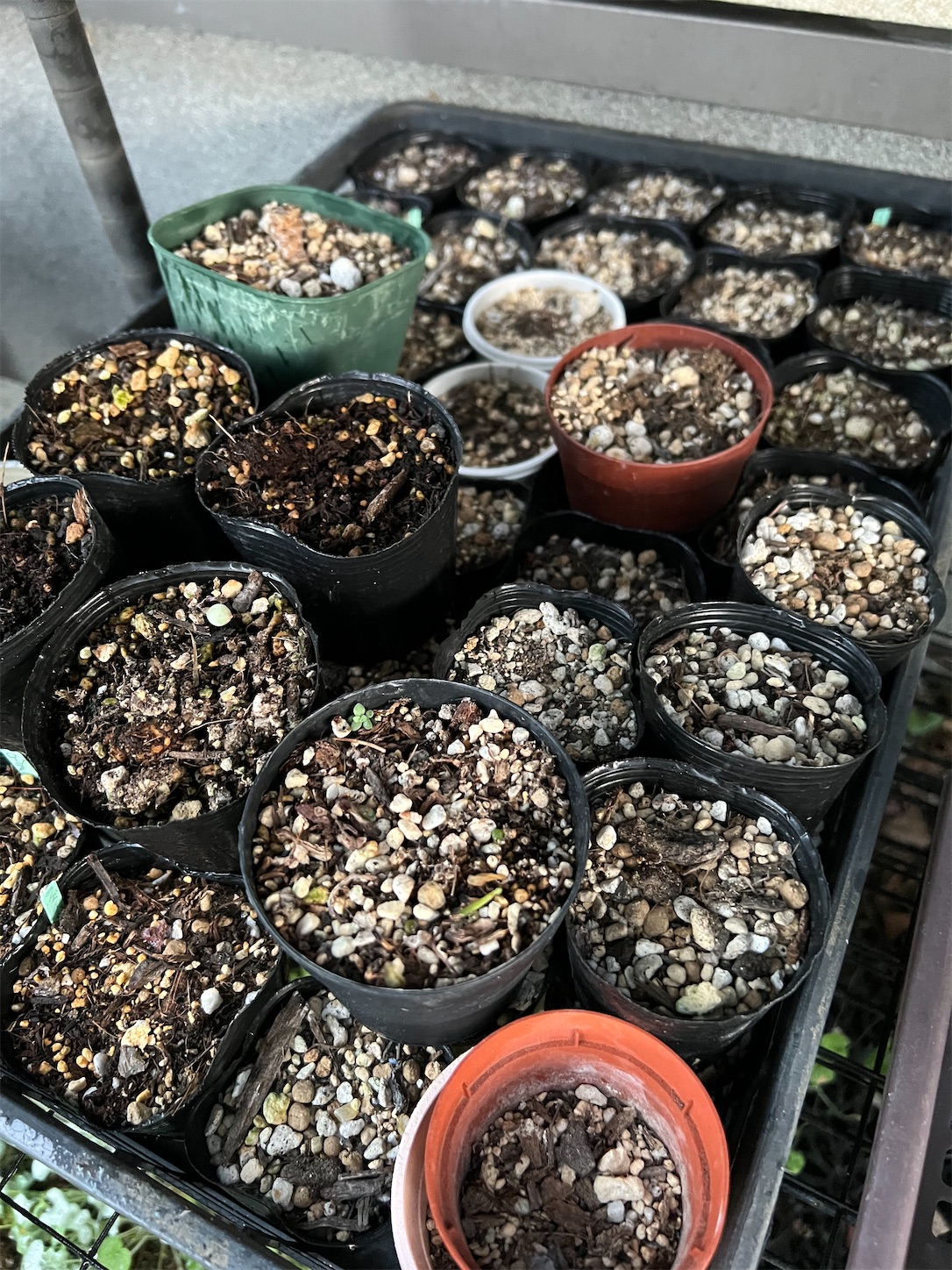 クレマチスの挿し木苗の鉢上げと徒長した春萌のカット芽挿しと葉挿し