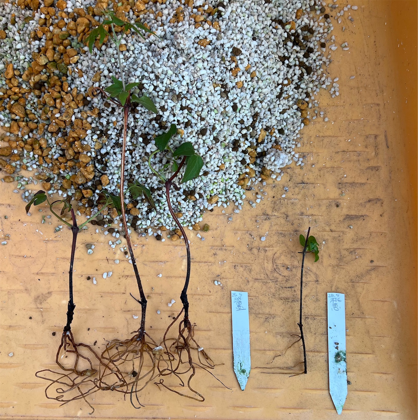 クレマチスの挿し木苗の鉢上げと徒長した春萌のカット芽挿しと葉挿し