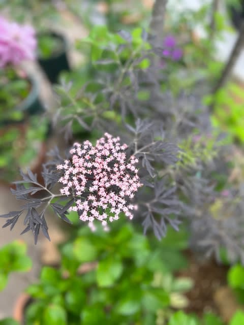 夏の花苗買いました＊ - 雑木とクレマチスの小さな庭